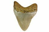 Fossil Megalodon Tooth - North Carolina #160502-1